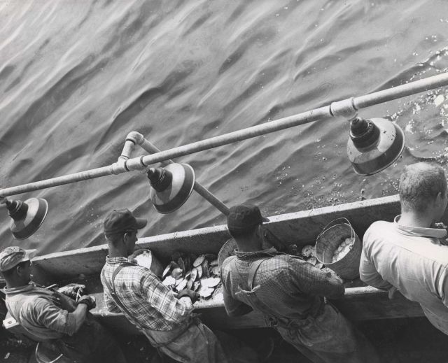 Shucking out the sea scallops Picture