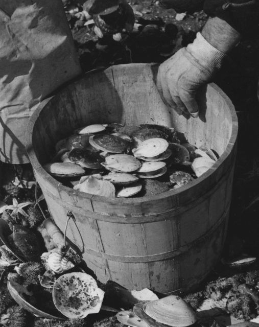 Collecting scallops on the ALBATROSS IV. Picture