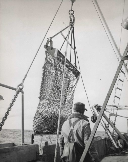 Sea scallop dredge coming aboard with about 15 bushels, not all scallops, in the bag. Picture