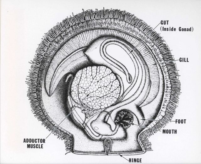 Gross anatomy of a sea scallop Picture