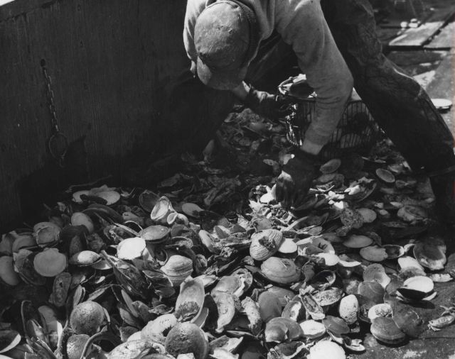 Culling the catch of a sea scallop dredge haul. Picture