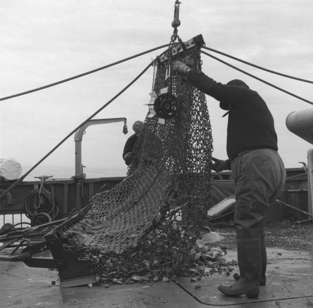 A scallop dredge being emptied on the BCF ship ALBATROSS IV Picture