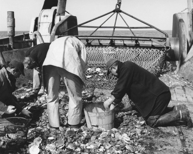 Collecting scallops from the dredge haul on the ALBATROSS IV. Picture