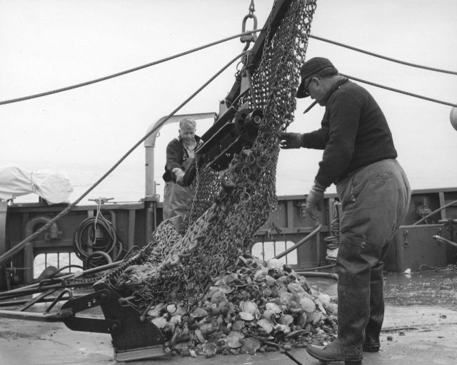Dumping catch of a sea scallop dredge on deck of ALBATROSS IV Picture