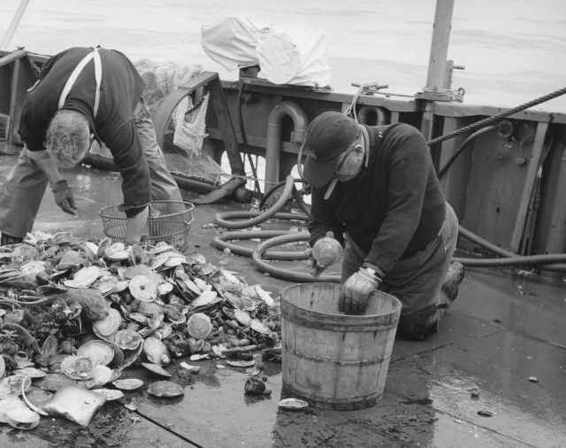Cullingl live sea scallops out of dredge haul catch on board BCF ship Picture
