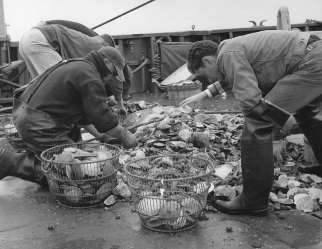 Sorting scallops aboard ALBATROSS IV Picture