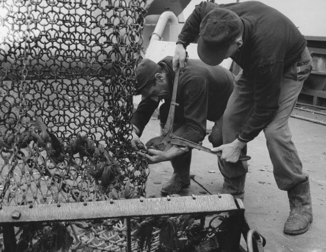 Replacing worn links in sea scallop dredge on board BCF ship ALBATROSS IV Picture
