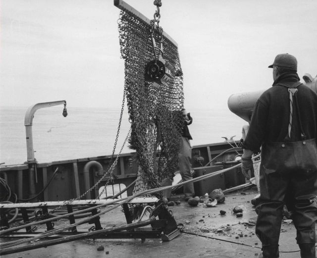 Dumping catch of sea scallop dredge on deck on BCF ship ALBATROSS IV Picture