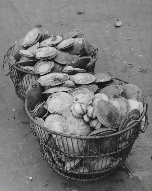 Two of four bushels of sea scallops taken during 10-minute haul on board BCF ship ALBATROSS IV. Picture