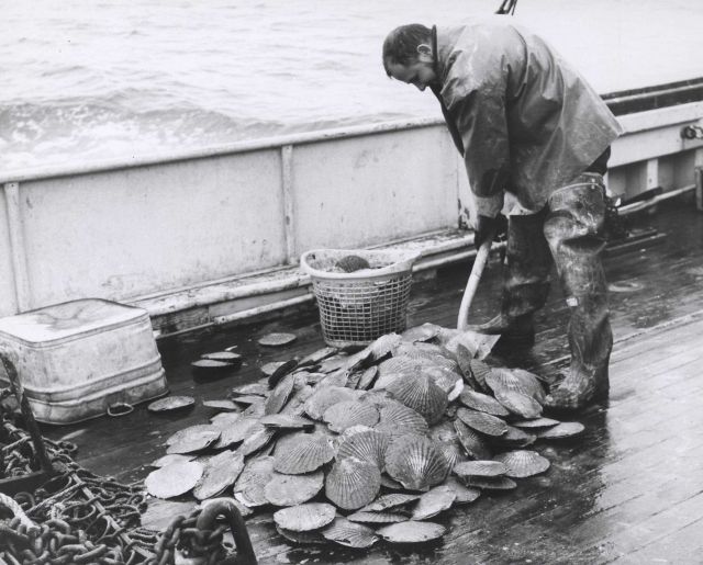 Large weathervain scallops (Patinopecten caurinus) taken in the Gulf of Alaska by the M/V JOHN R Picture