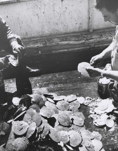 Shucking medium-sized weathervain scallops (Patinopecten caurinus) taken in the Gulf of Alaska by the M/V JOHN R Picture
