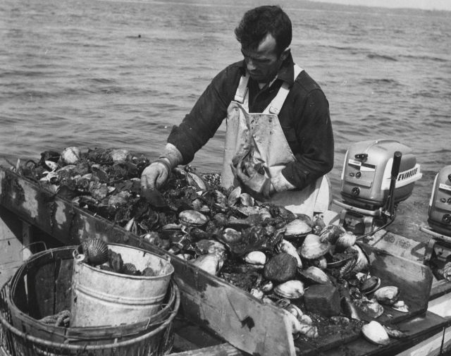 Sorting out live scallops and clams from dredge haul Picture