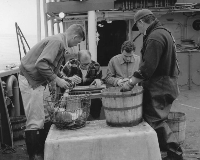 Collecting data on lenght frequency of sea scallops on BCF ship ALBATROSS IV. Picture