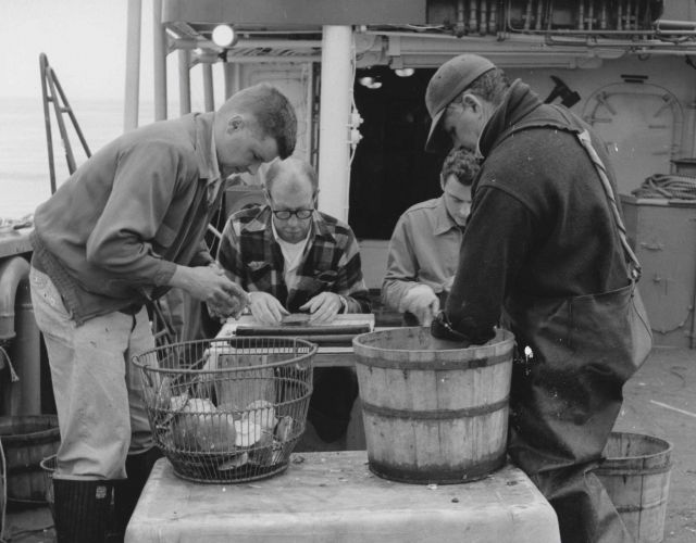 Collecting length frequency statistics of sea scallops aboard BCF ship ALBATROSS IV Picture