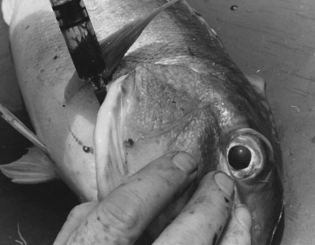 Taking a blood sample from a scup Picture