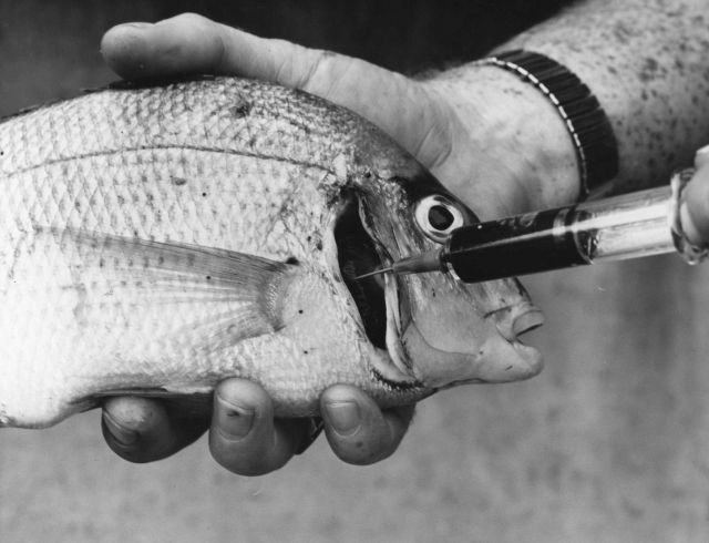 Taking a blood sample from a scup, serology studies Picture