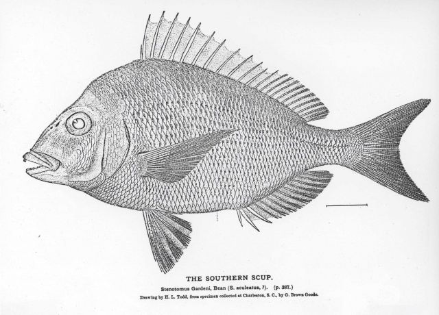 The southern scup (Stenotomus gardeni ) Picture