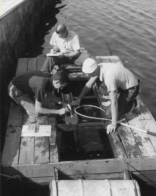 Measuring and tagging scup on a 