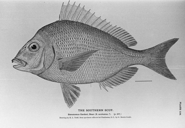 The southern scup (Stenotomus gardeni ) Picture