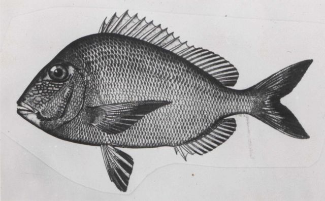 Scup porgy Picture