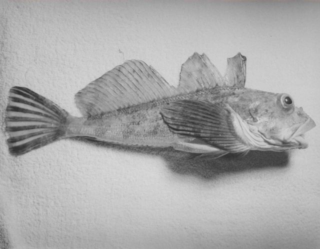 Yellow sculpin (Hemilepidotus jordani) Picture