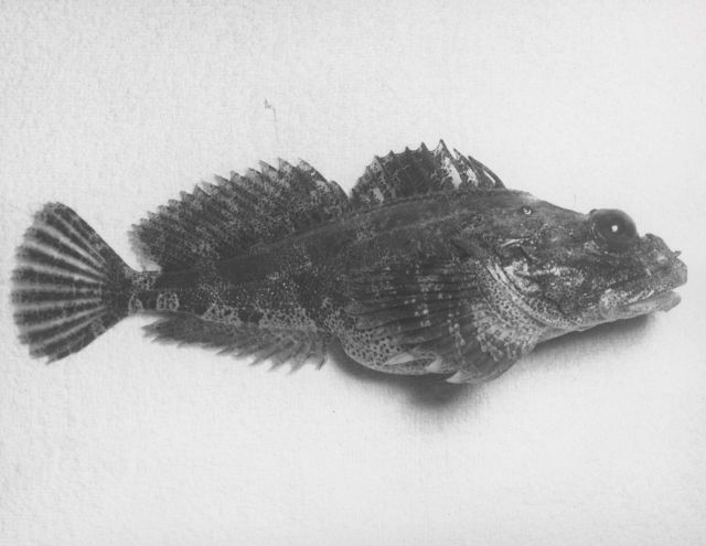 Red sculpin (Hemilepidotus hemilepidotus) Picture