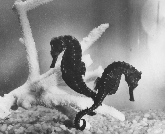 Seahorses Picture