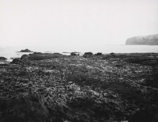 Pod of sea otters on a rock shelf Picture