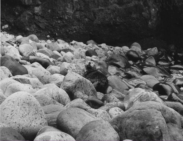 Adult sea otter surprised on beach Picture