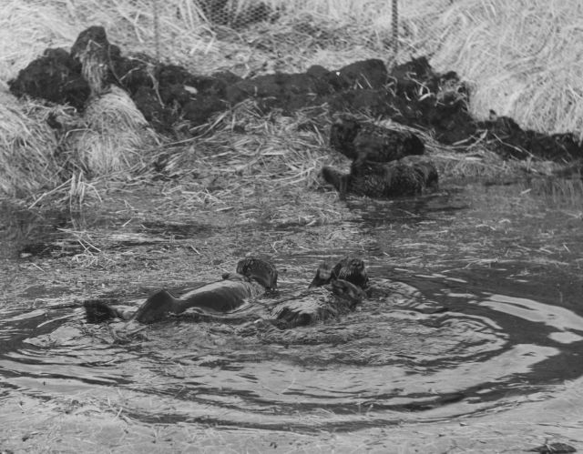 Captive sea otters at Crown Reefer Camp Picture