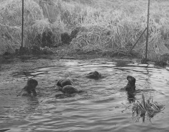 Captive sea otters at Crown Reefer Camp Picture