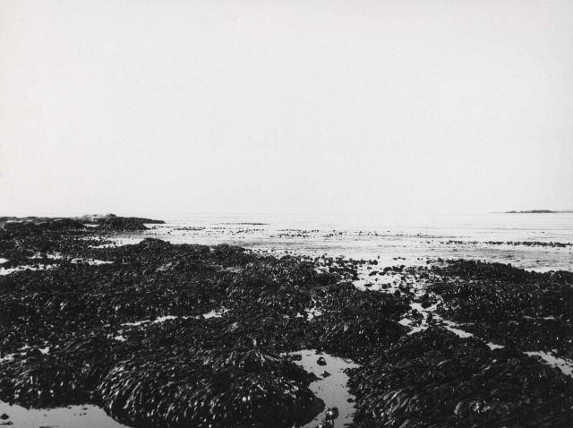 East side of Makarius Bay, looking west showing rocks and kelp Picture