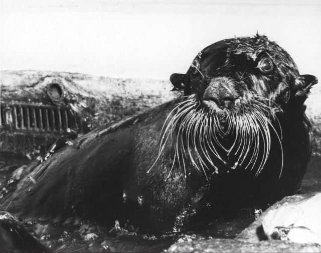 Three sea otters shipped from Amchitka and kept in special air-conditioned facility Picture
