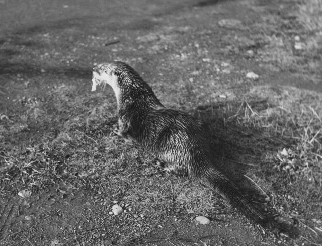 Tame otter on the Wishkah River at Aberdeen City Water Department Picture