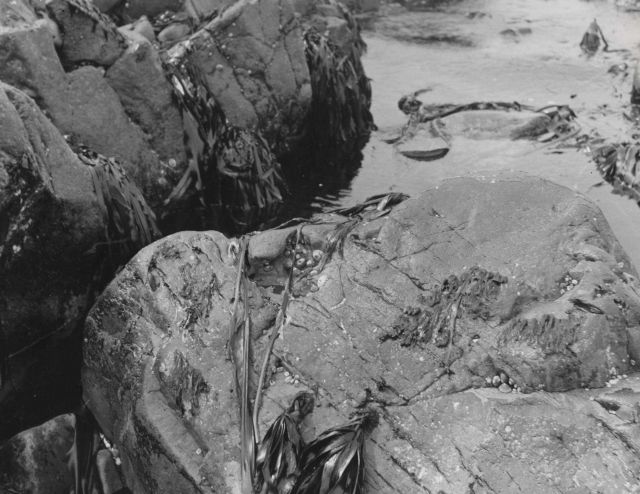 Limpets on rock - sea otter food Picture