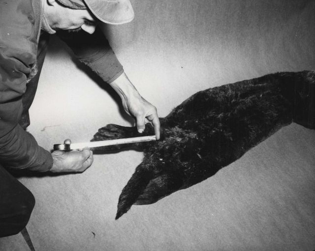Showing measurement of length of hind paw of sea otter. Picture