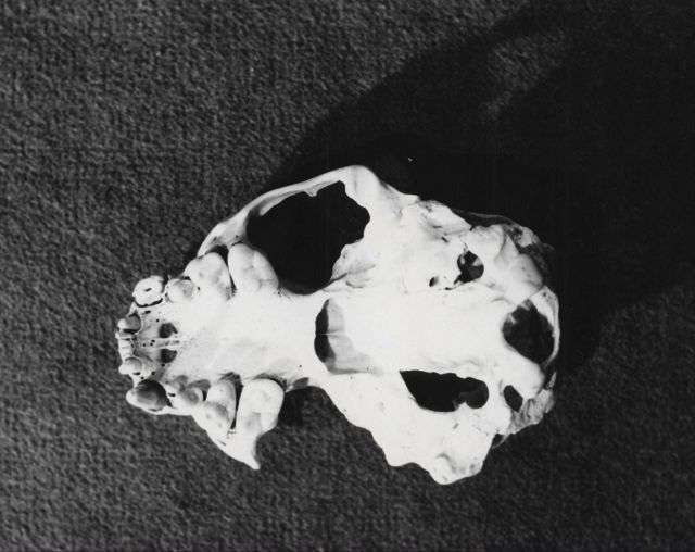 Sea otter skull showing caries in teeth of upper jaw Picture