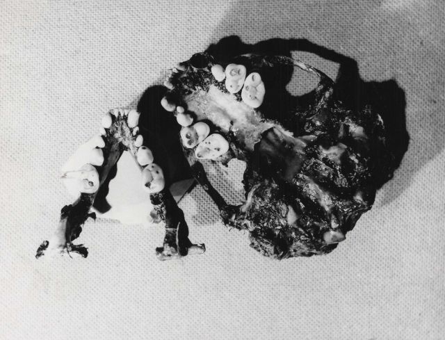 Sea otter skull, lower and upper jaw showing caries in teeth and broken canine with worn opposing teeth. Picture