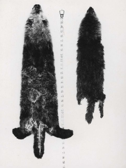 Two sea otter hides - both juvenile Picture