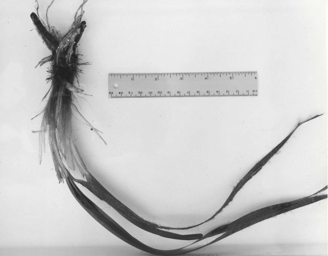 New rhizome growth of Thalassia transplant Picture