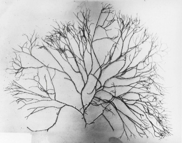 Unidentified marine algae Picture