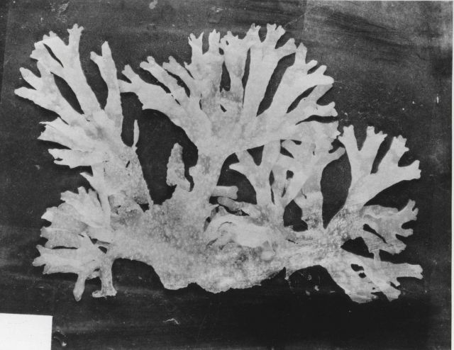 Unidentified marine algae Picture
