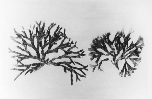 Unidentified marine algae Picture