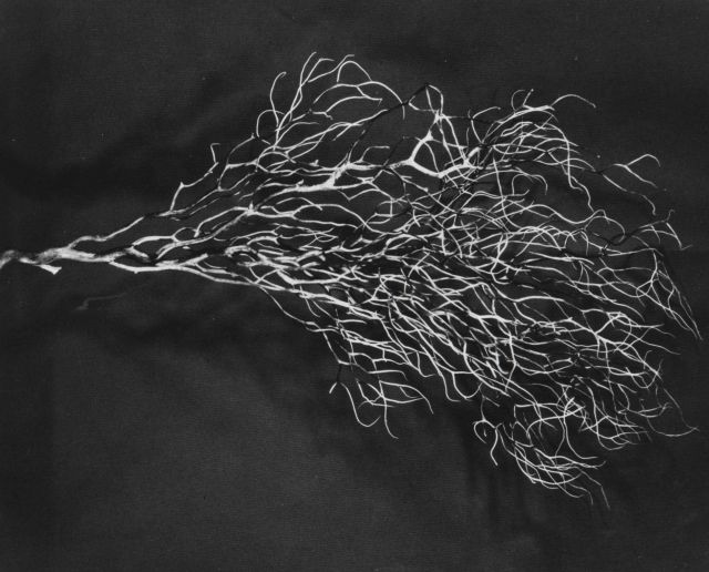 Unidentified marine algae Picture