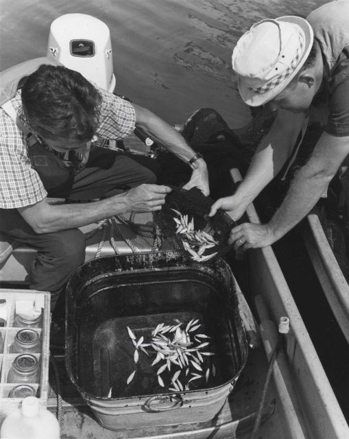Emptying juvenile shad from cod end of surface trawl Picture
