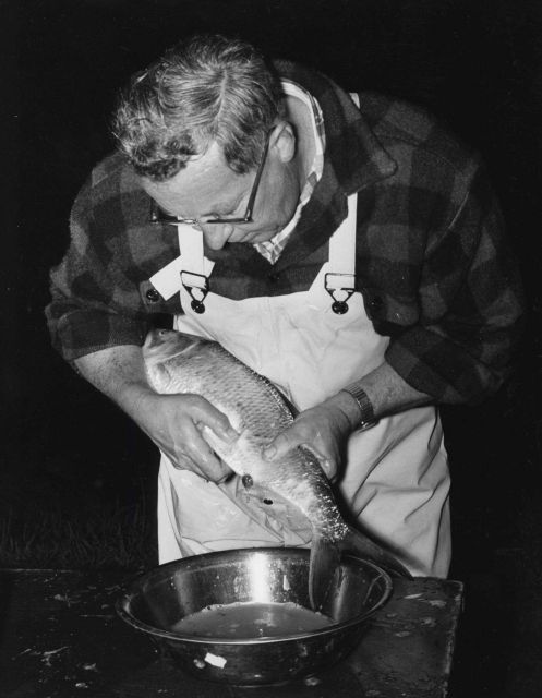 The taking of eggs for experimental restocking Picture