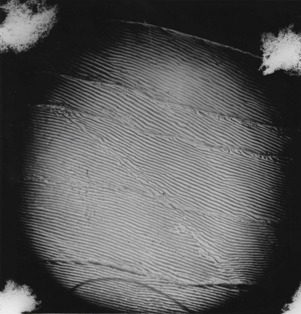 Scale of 4-year old hickory shad (Pomolobus mediocrus) showing annulus crossing circuli. Picture