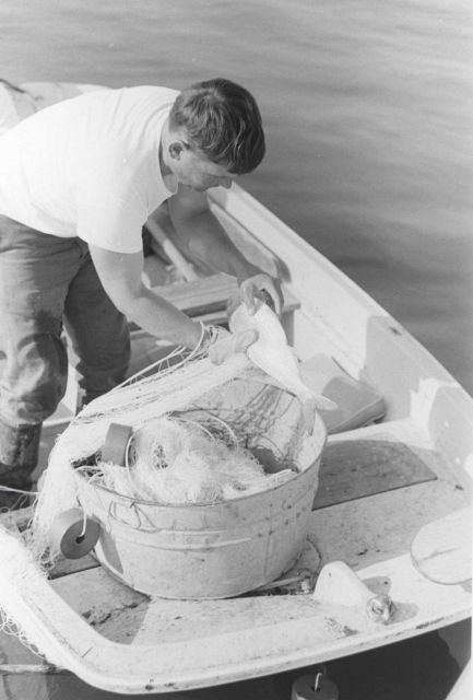 Catching shad with gill net in reseach project Picture