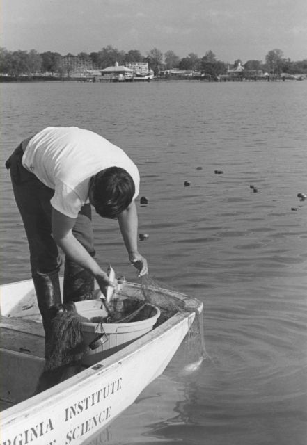 Shad research - removing shad from drift gill net Picture