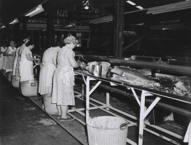 Cleaning tuna at De Jean Packing Co. Picture